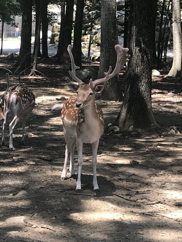 Southwick's Zoo in Mendon, Massachusetts with kids