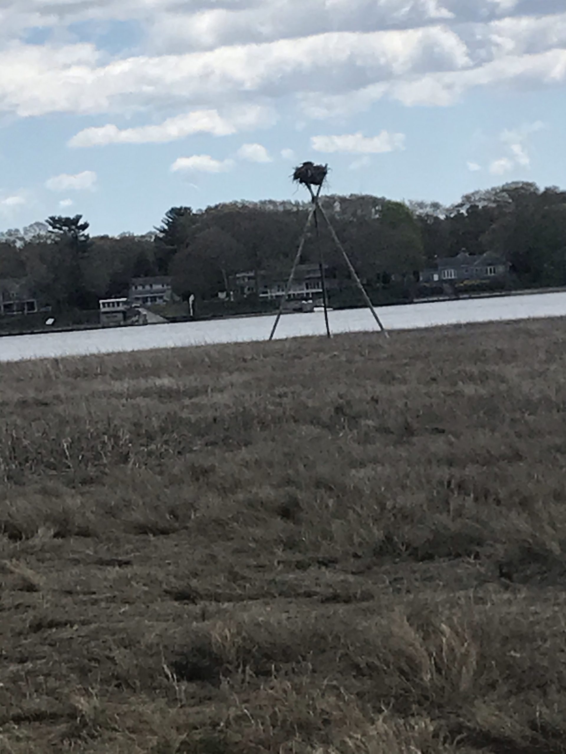 Osprey nests at Osamequin Reserve