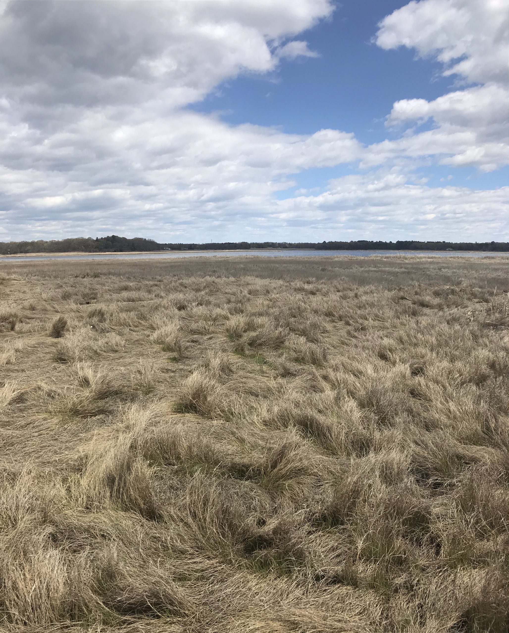 The vast sky and waterview with tall grasslands at Osamequin Reserve