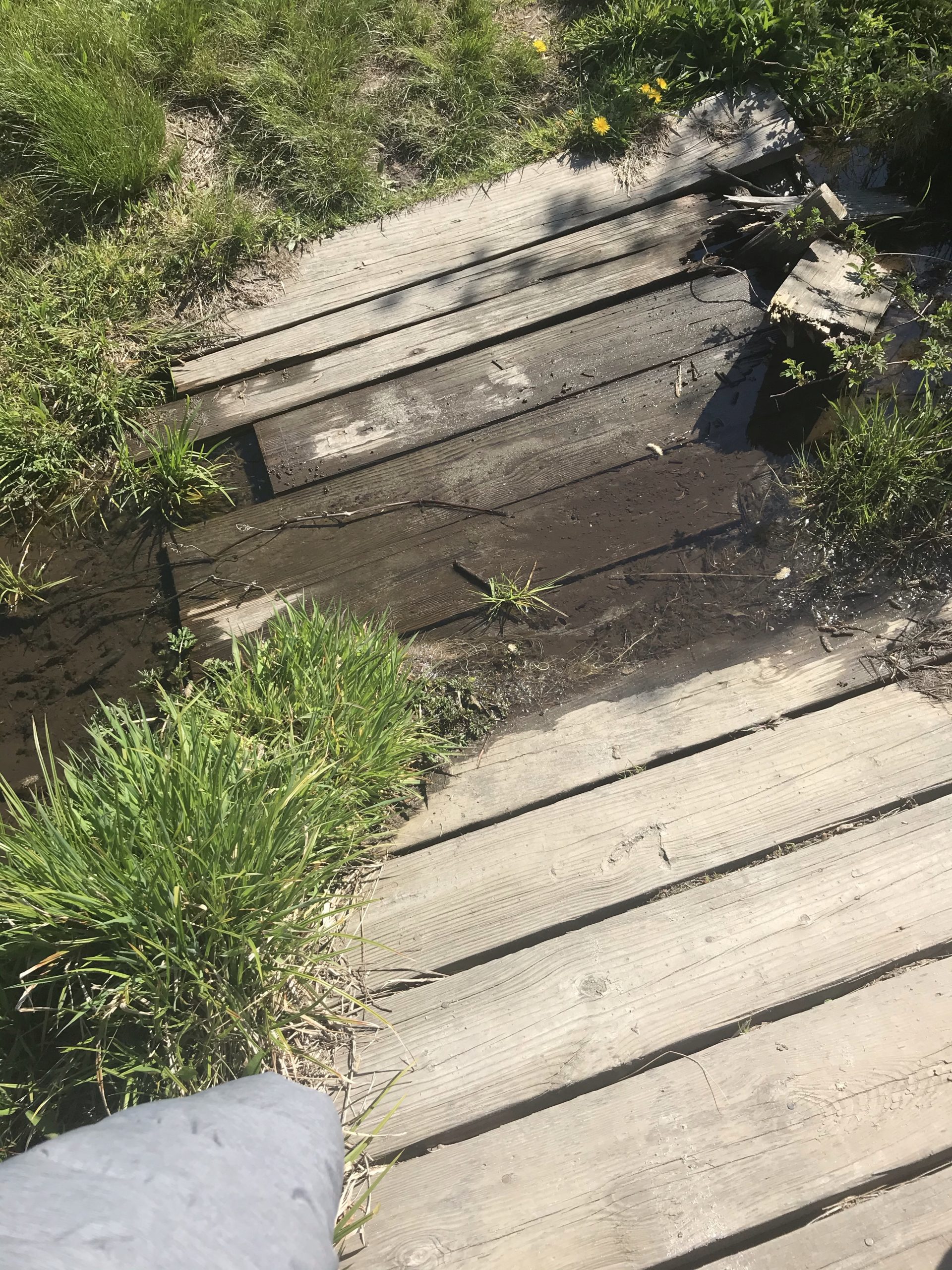 one of the small bridges on the trail in need of repair at Beavertail park