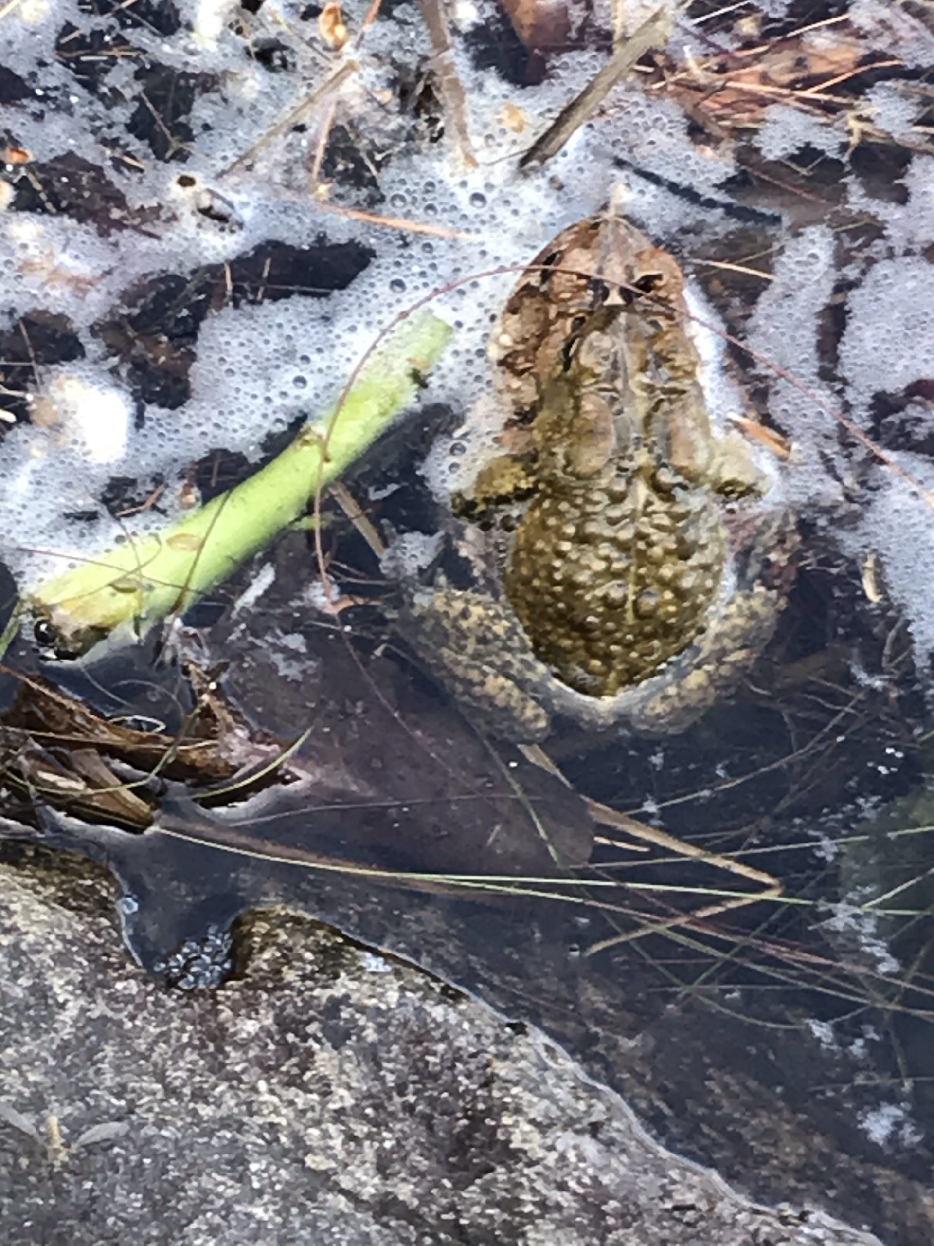 Some toads in Breakhart pond-very loud! In Arcadia Management Area
