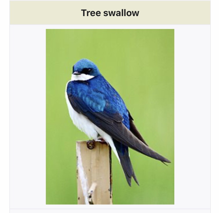 Tree Swallow -birds seen at Osamequin in spring