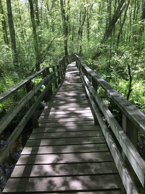 George B Parker Woodland Wildlife Refuge in Coventry Rhode Island hiking withkids