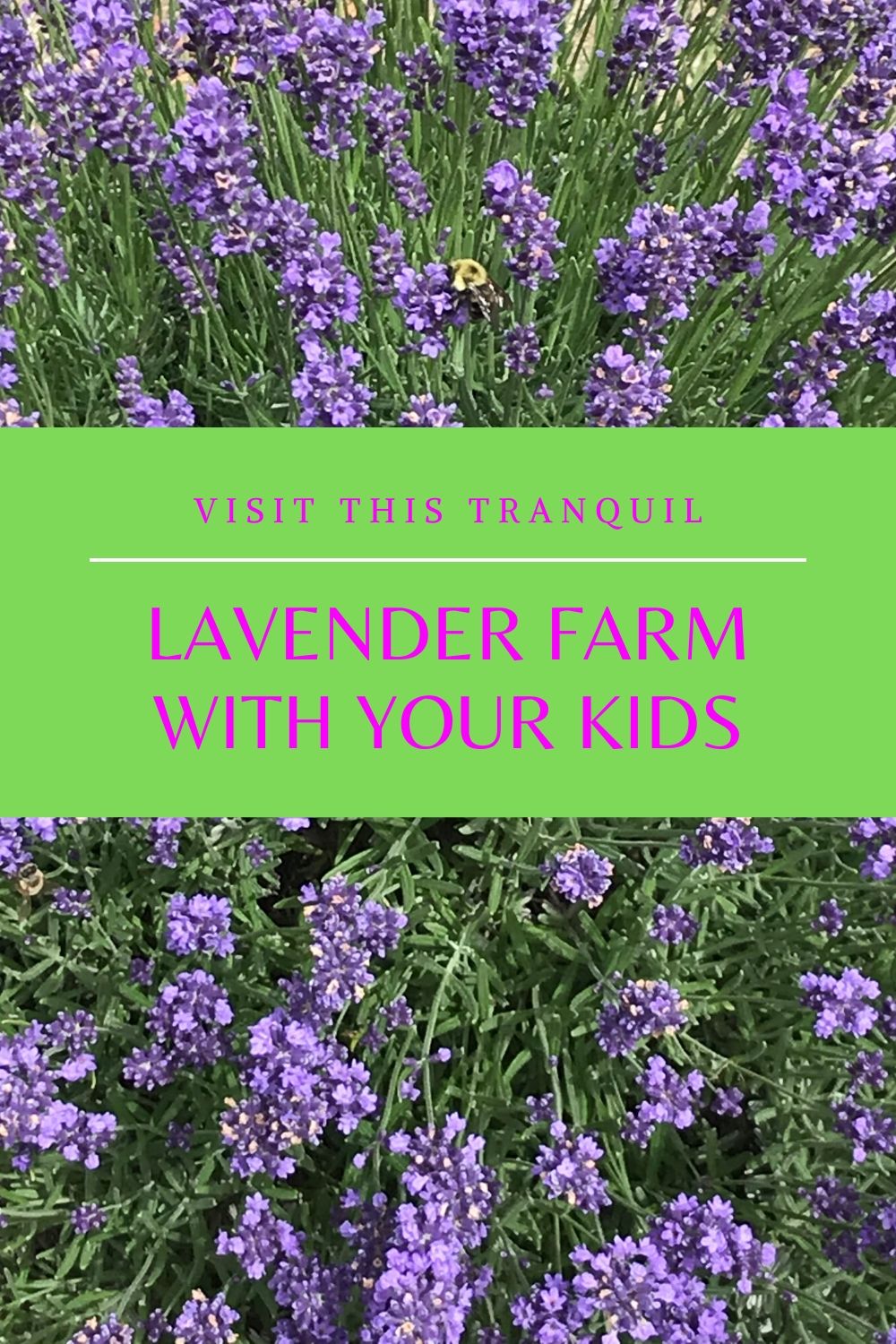 Lavender Pond Farm in CT