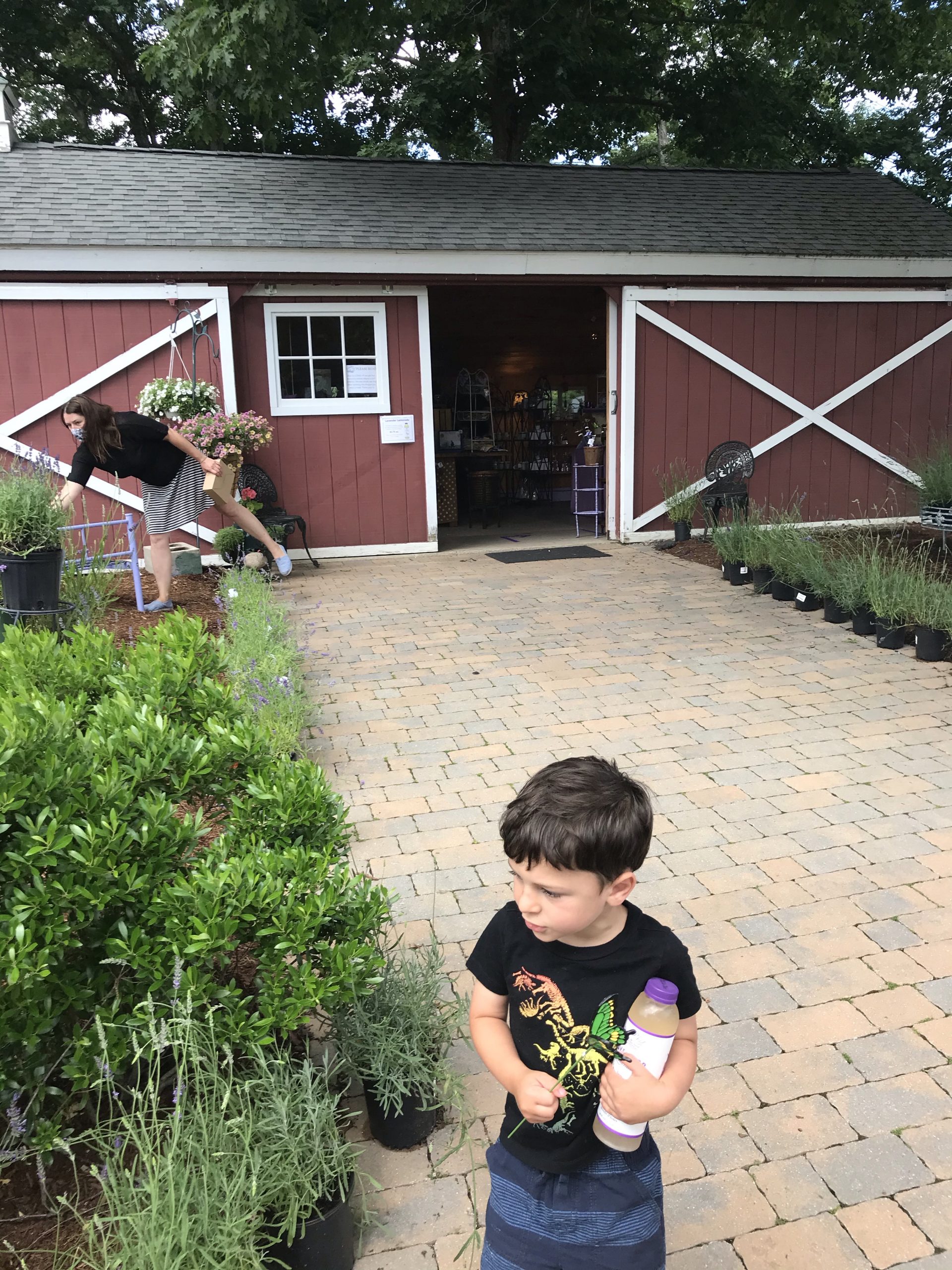 The Lavender Pond Farm in Killingworth, Connecticut with kids