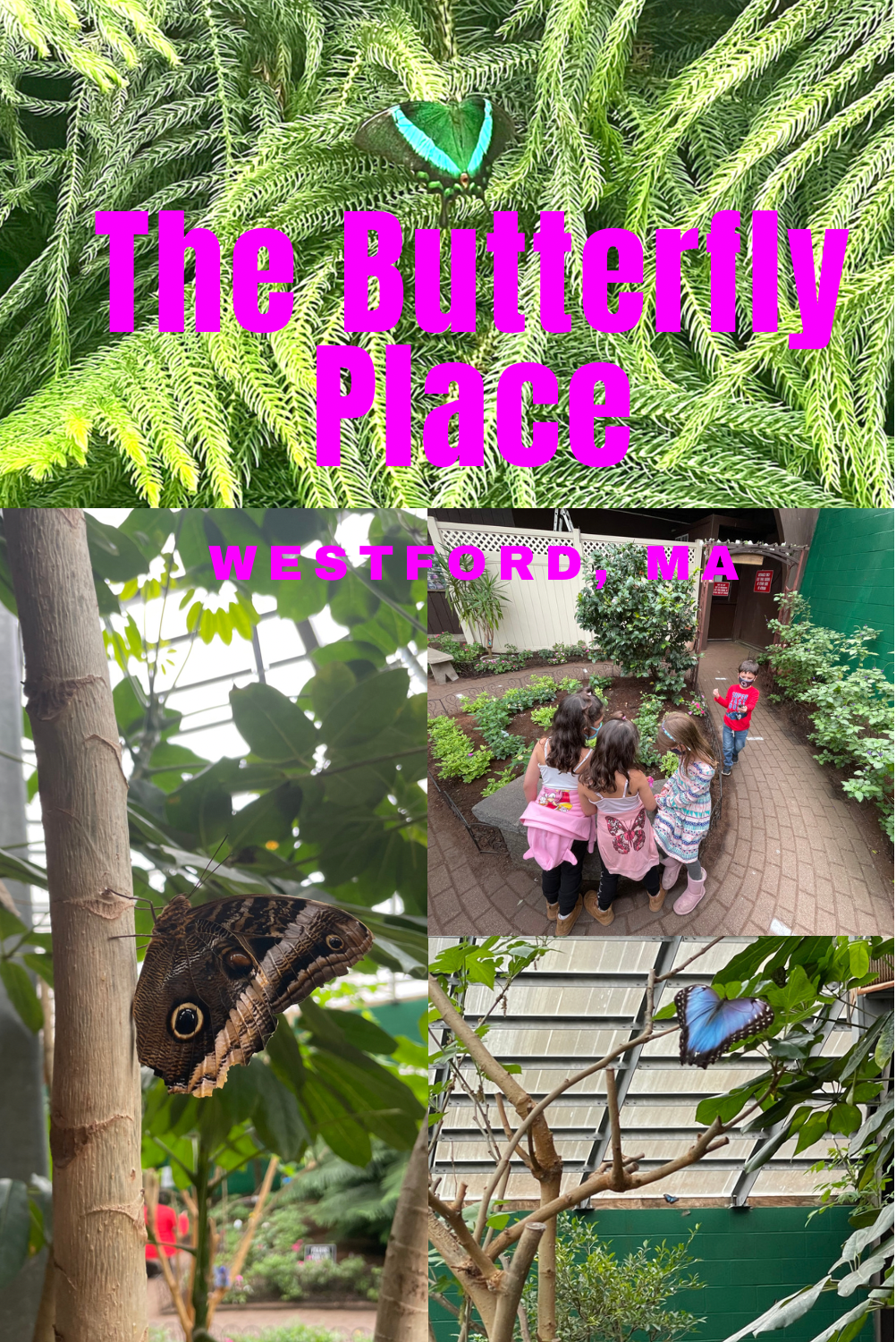 The Butterfly Place with kids in Westford, MA