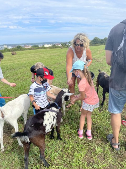 Simmons Farm with kids in Middletown, Rhode Island with goats
