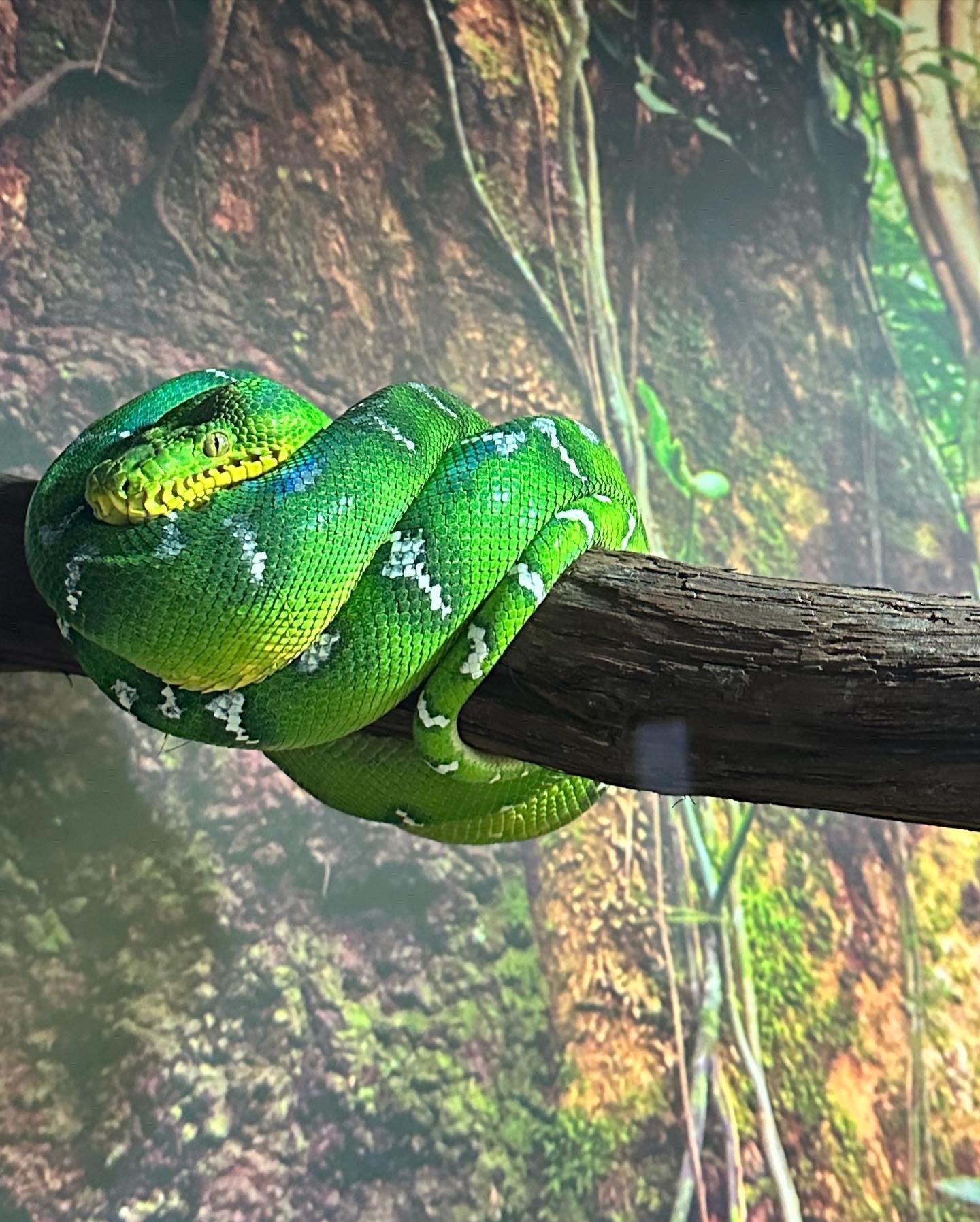 Riverside Reptiles in Connecticut with kids