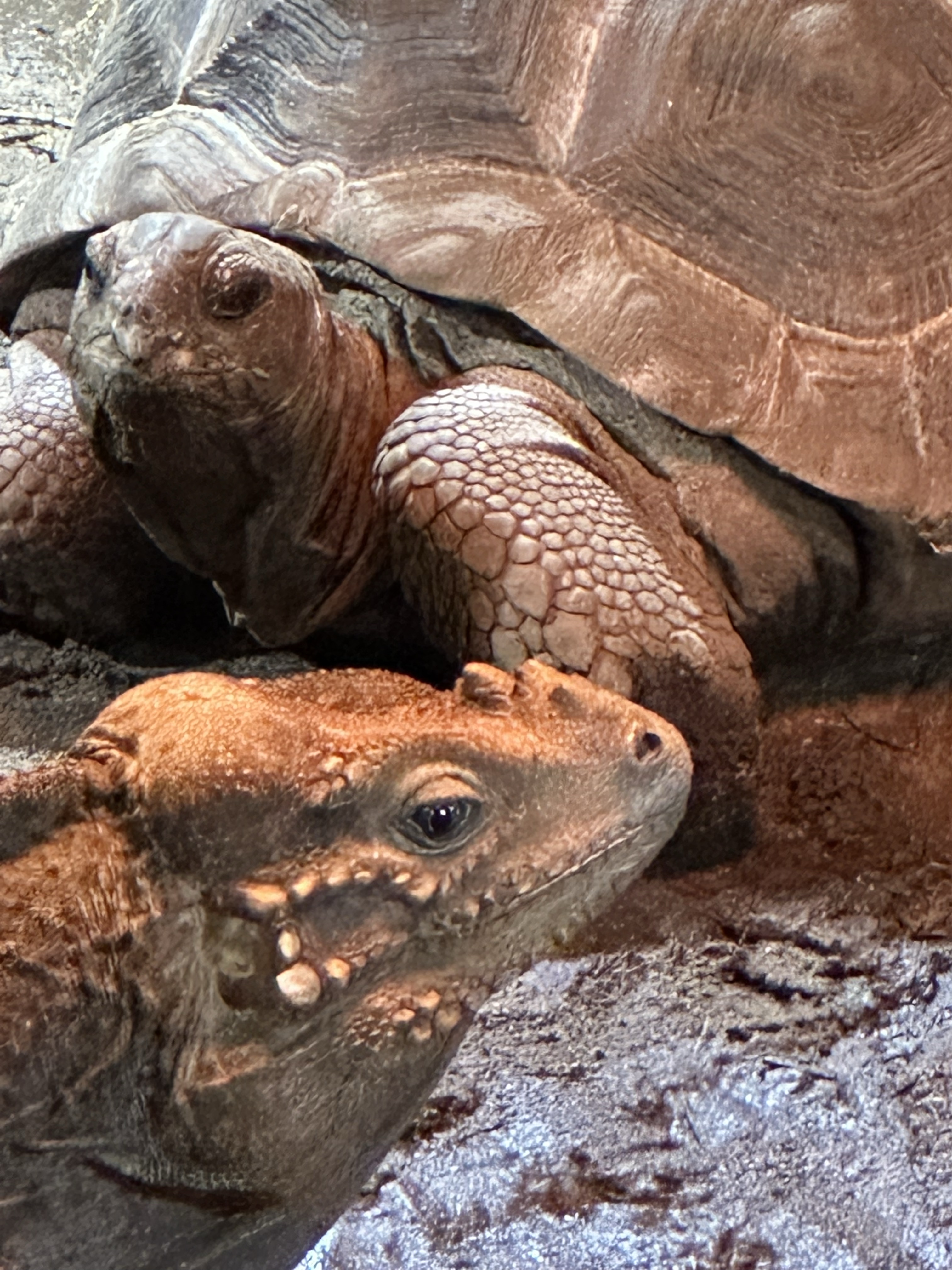 Riverside Reptiles in Connecticut with kids