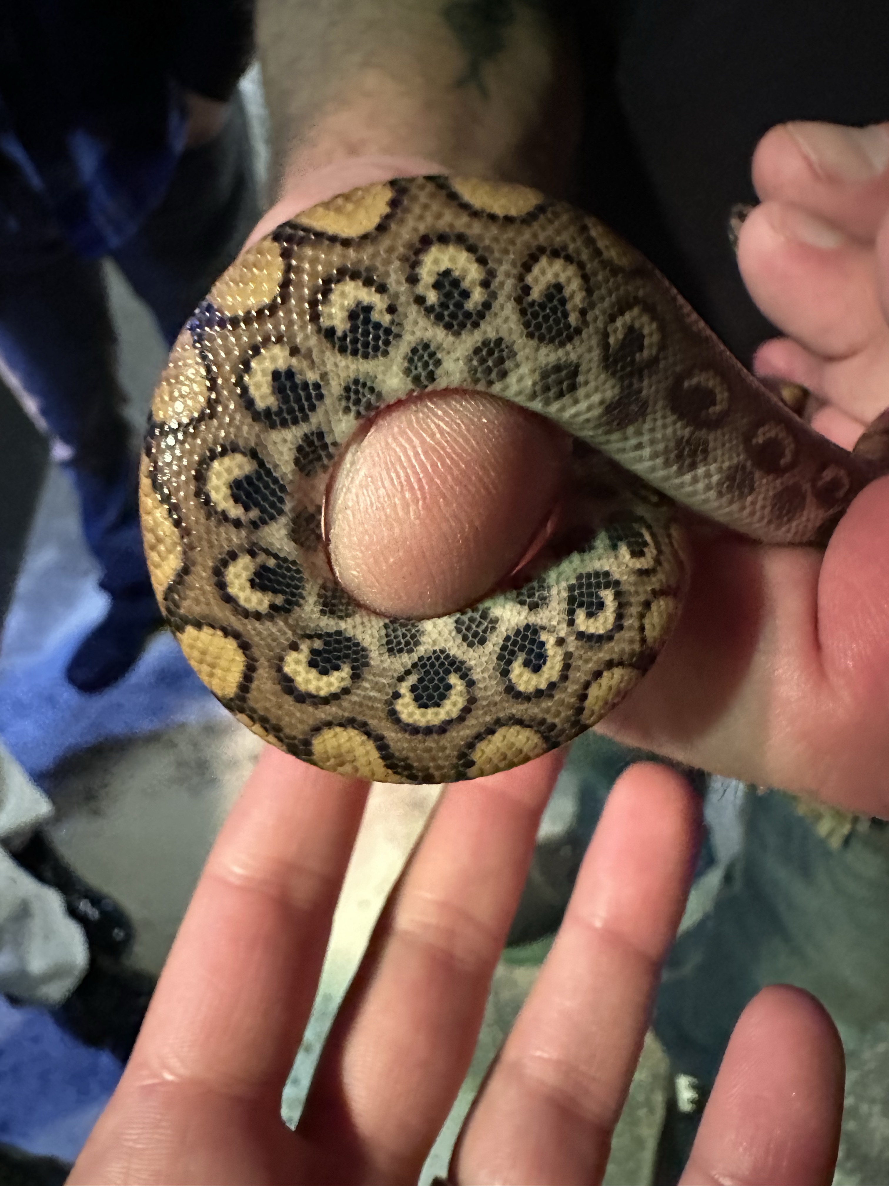 Riverside Reptiles in Connecticut with kids