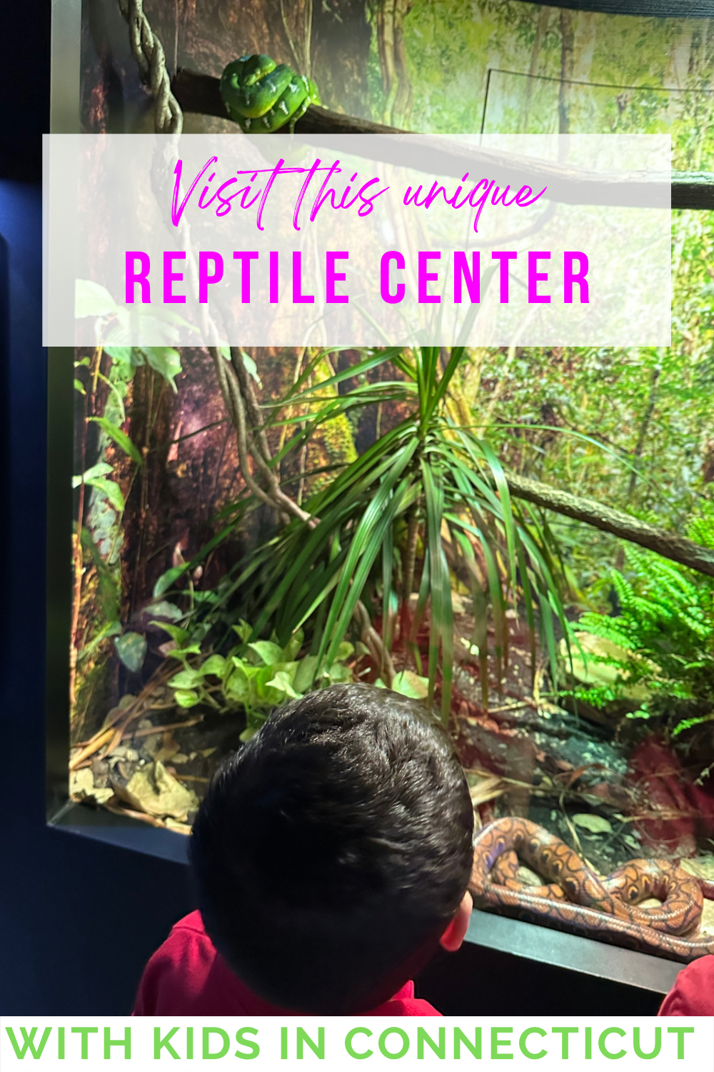 Riverside Reptiles in Connecticut with kids