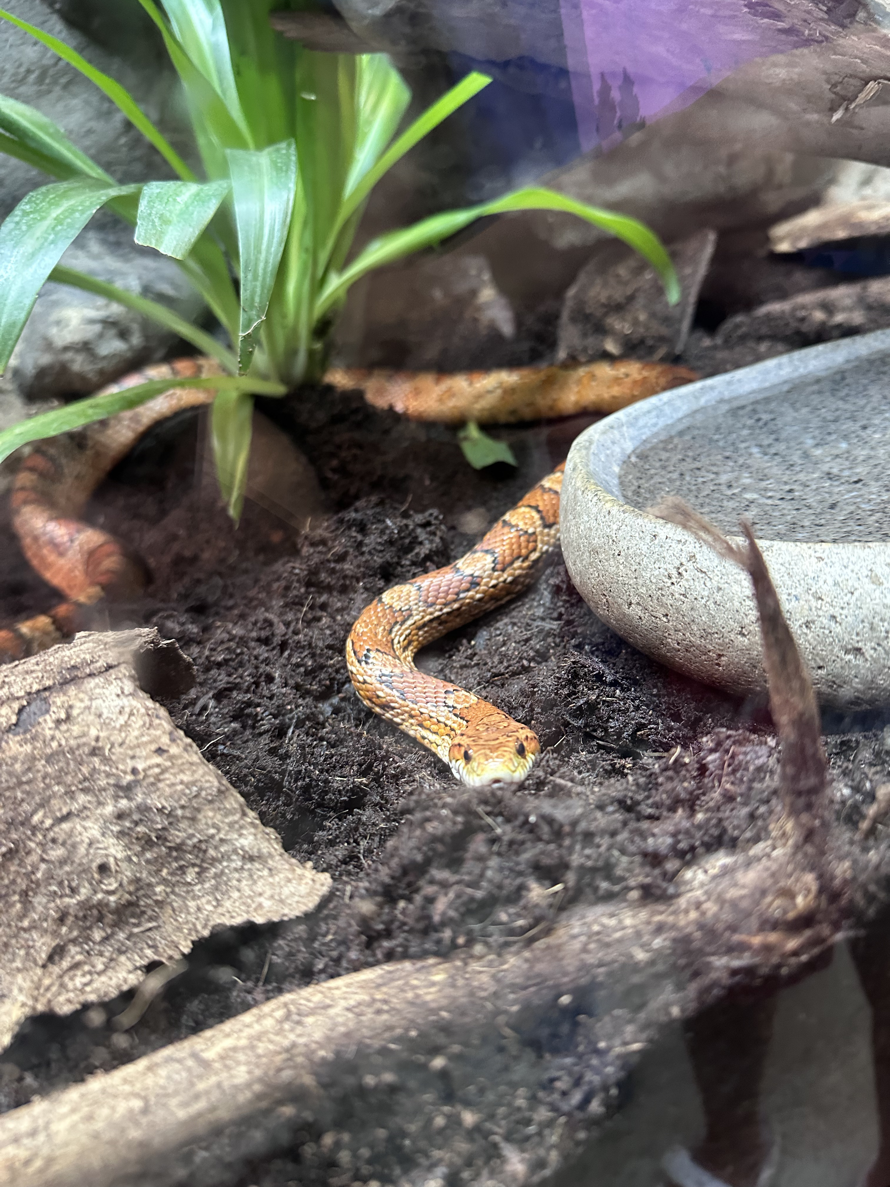 Vermont Institute of Natural Science VINS with kids