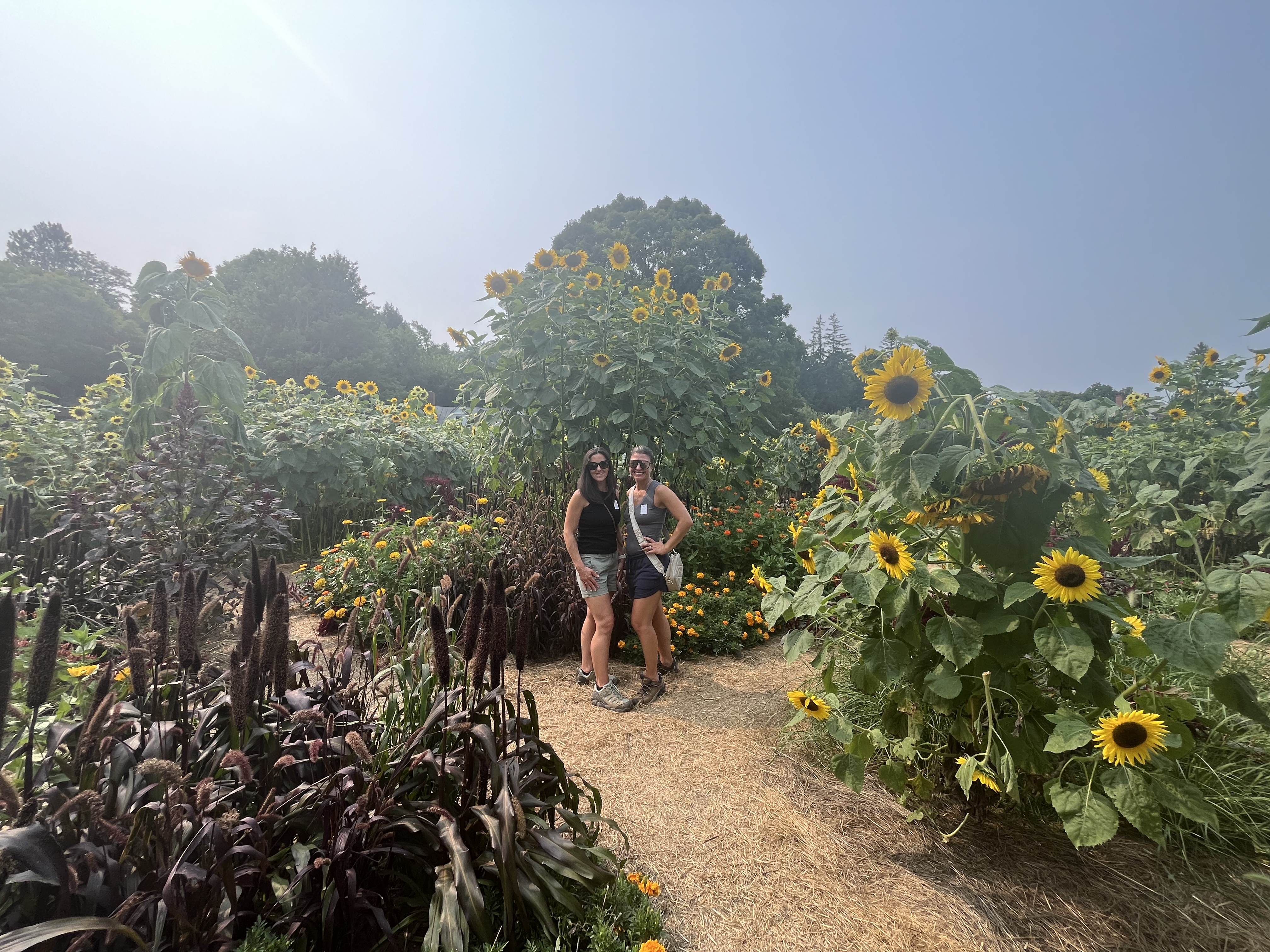 Billings Farm in Vermont with kids