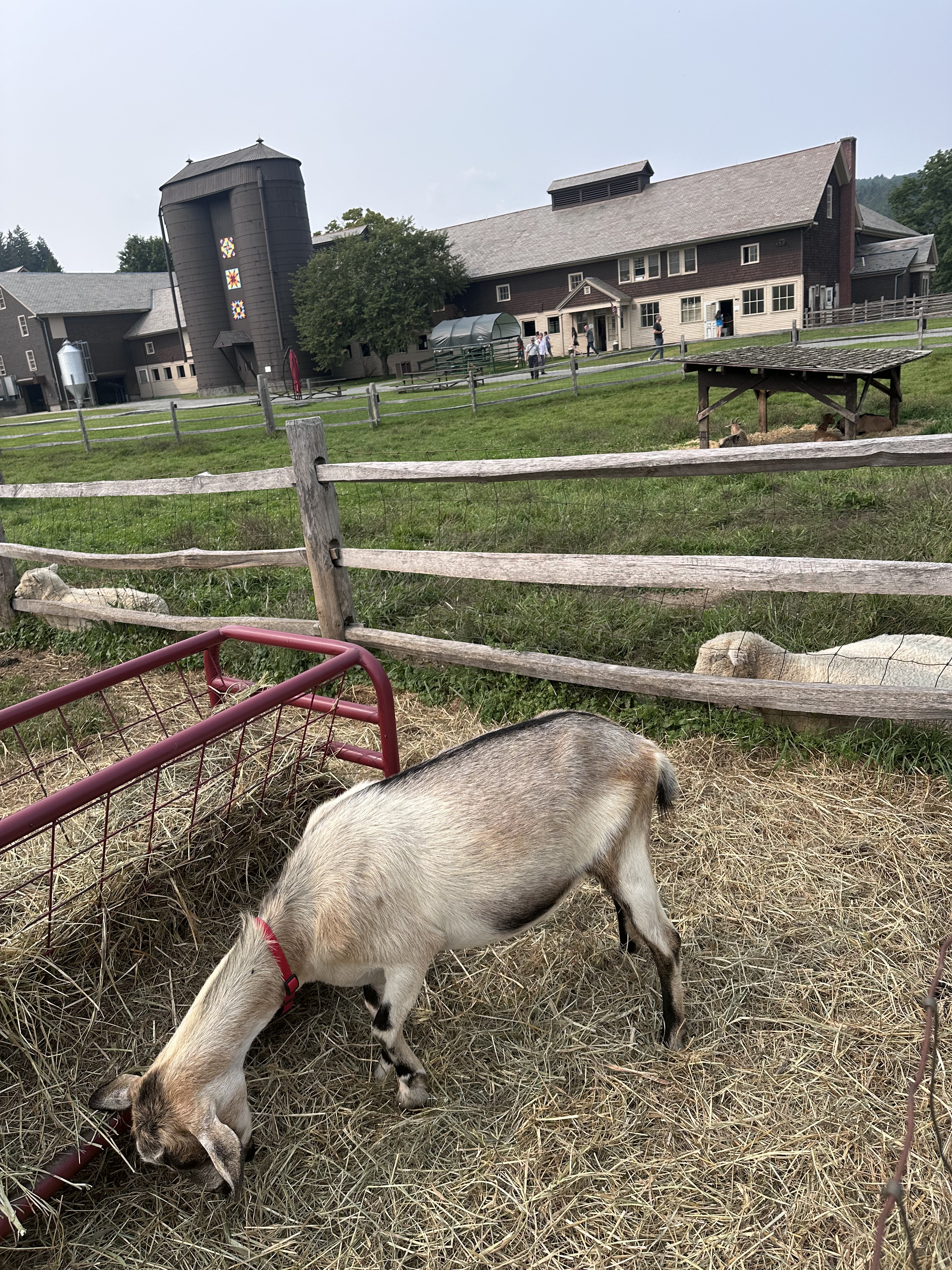 Billings Farm in Vermont with kids